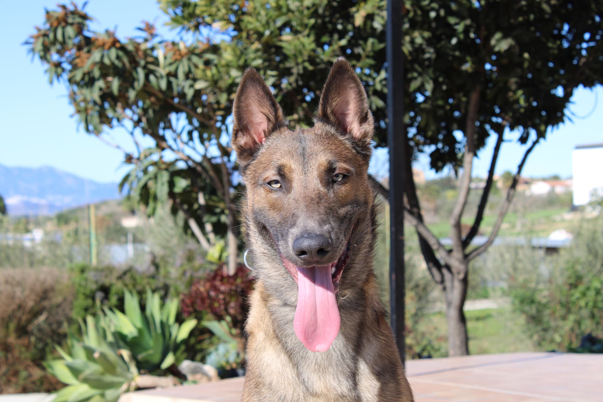 Residencia canina y adiestramiento profesional en Málaga